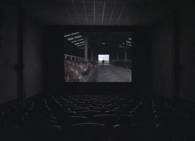 A movie theatre screening shows the inside of a barn filled with brown cows on either side guarded by a gate, and their heads popping out towards the centre walkway. The silhouette of a person walking in the background is framed by the open bar doors, revealing the flat greenery and bright, clouded sky outside.